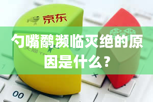 勺嘴鹬濒临灭绝的原因是什么？