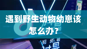 遇到野生动物幼崽该怎么办？